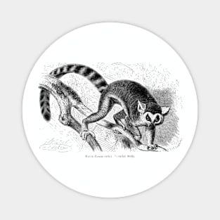 Lemur catta by Gustav Ludwig Heinrich Mützel Magnet